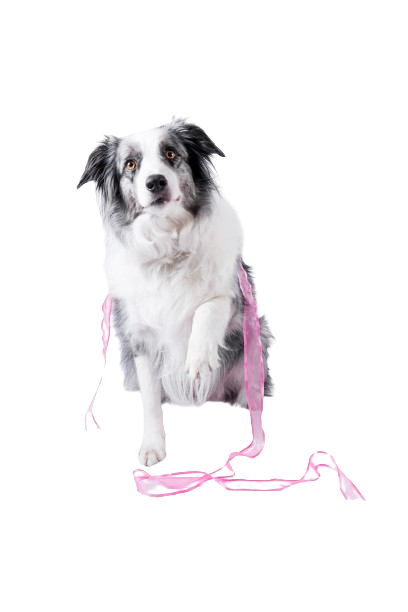 Deportes - Adiestramiento Pambo