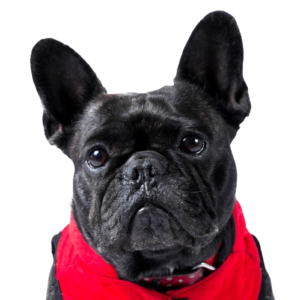 Cursos Grupales - Adiestramiento Pambo