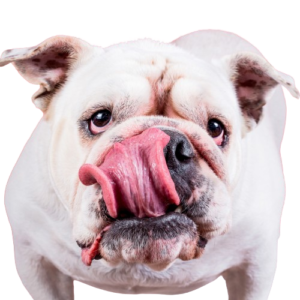 Cursos individuales - Adiestramiento Pambo