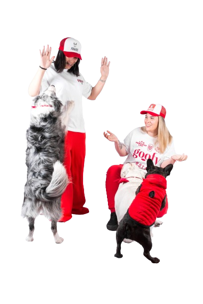 números que hablan - Adiestramiento Pambo