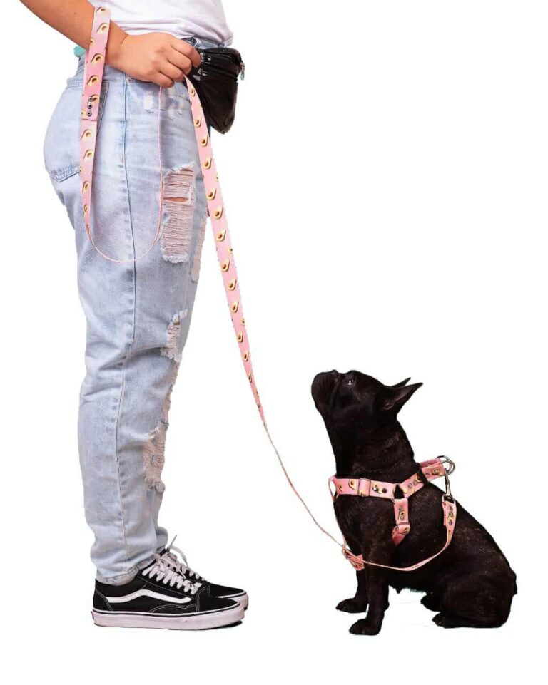 Escuela de adiestramiento Pambo