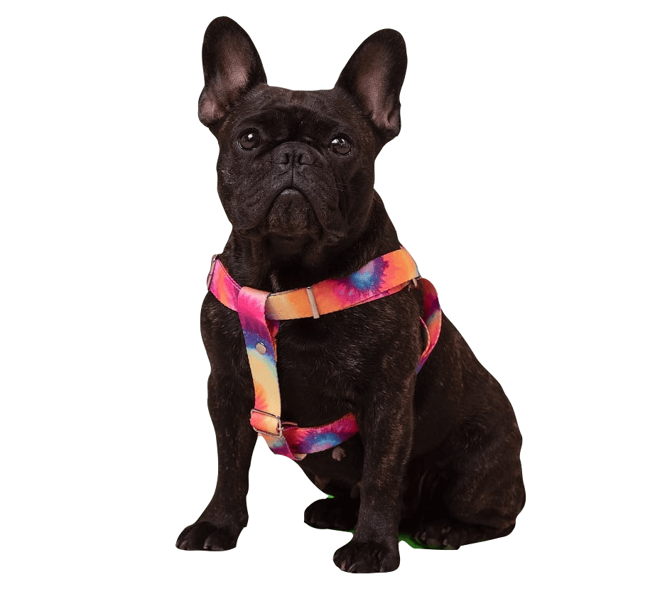 Adiestramiento Pambo