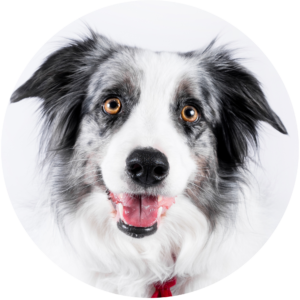 adiestramiento pambo