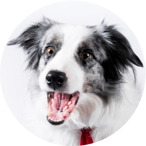 adiestramiento pambo