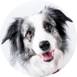 adiestramiento pambo